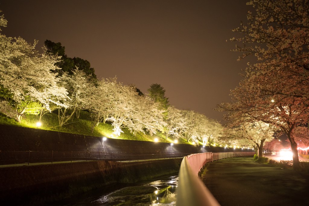夜桜