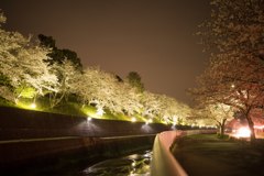 夜桜