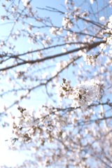 春爛漫