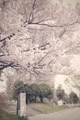 戸山公園の桜