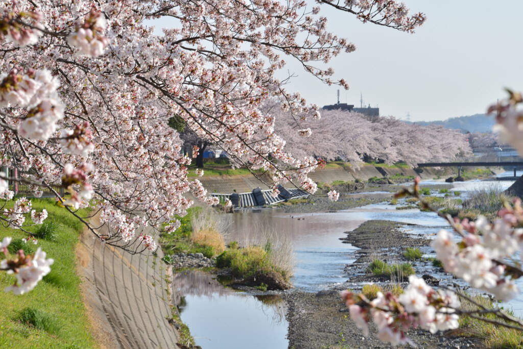 浅川の桜