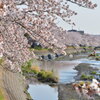 浅川の桜