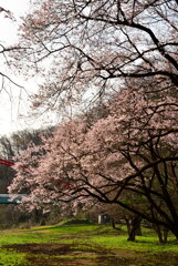 里山の春