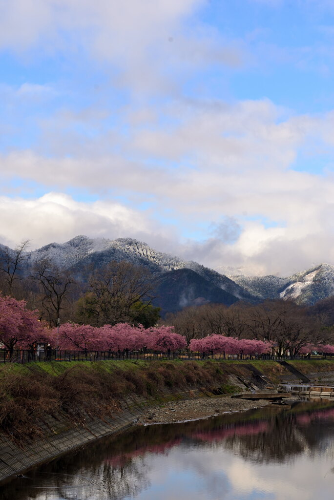 河津桜