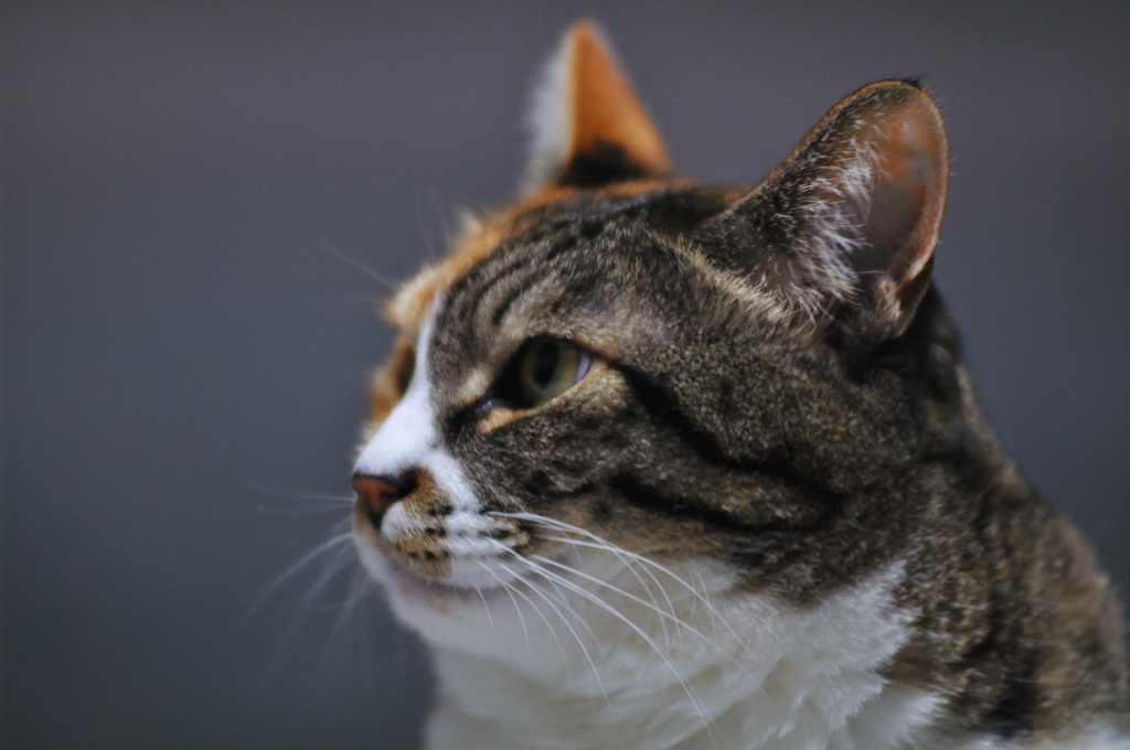 わが家のわがまま猫