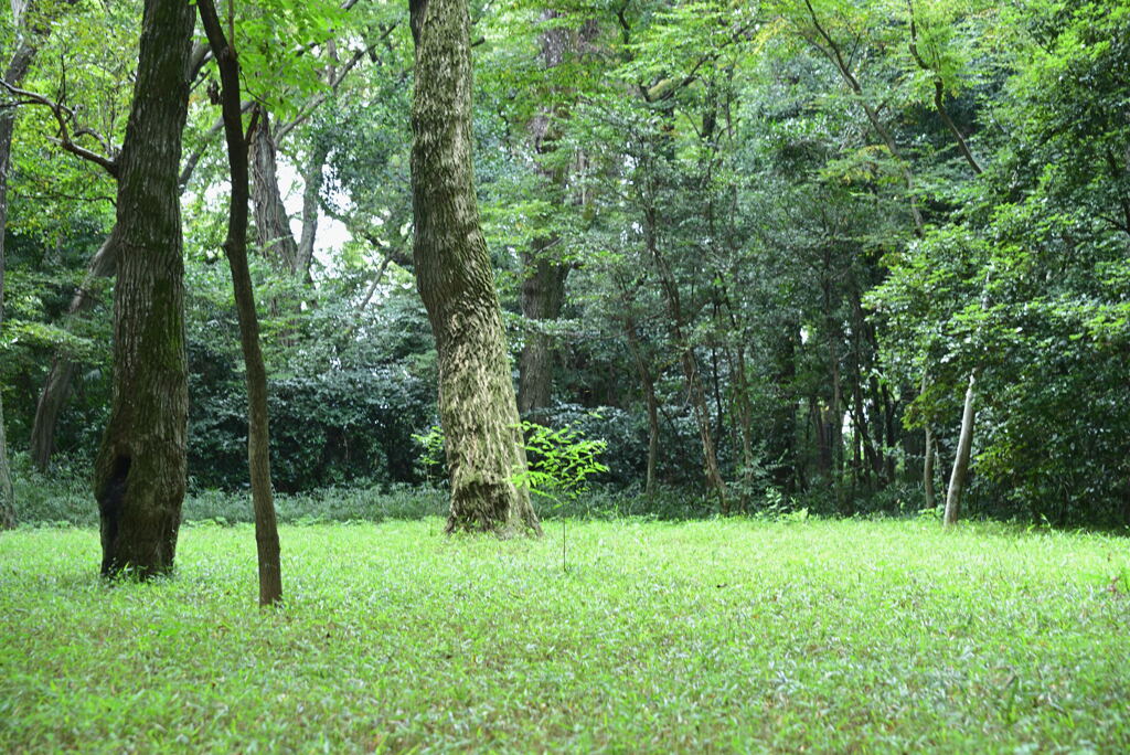 神代植物公園の森