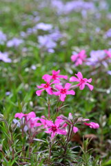 芝桜