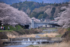 浅川の桜