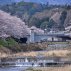 浅川の桜