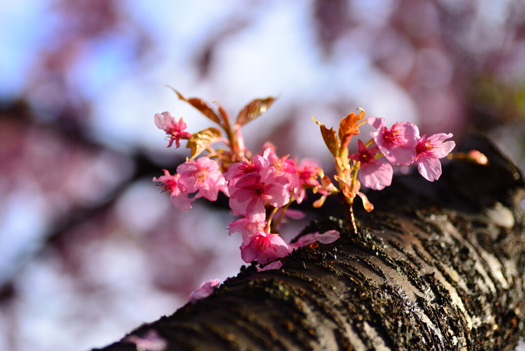 河津桜