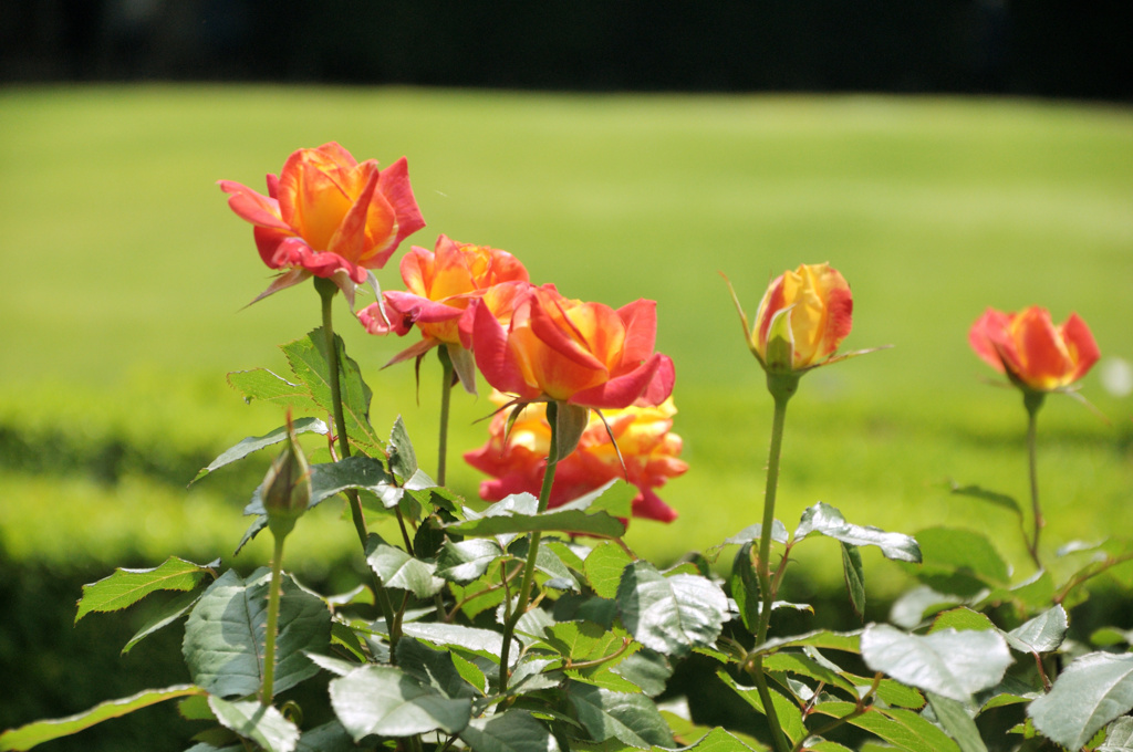 古河庭園の薔薇