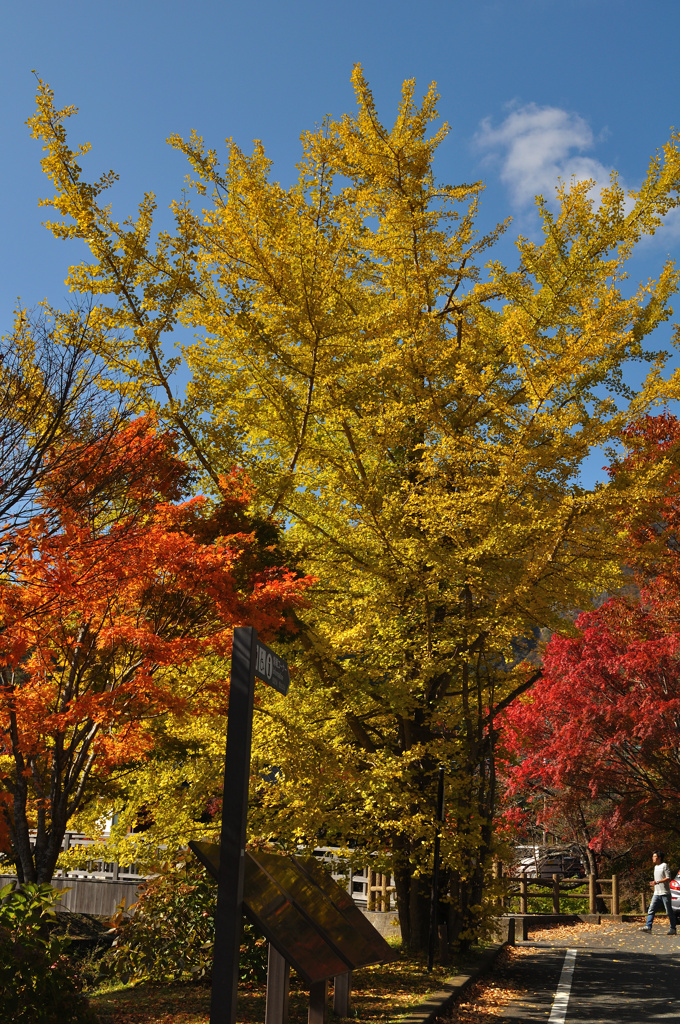 西湖の紅葉