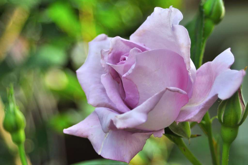 庭の薔薇