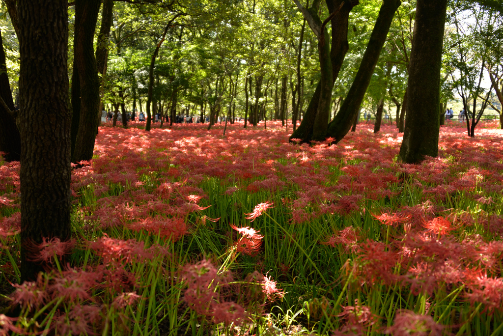 巾着田曼殊沙華公園