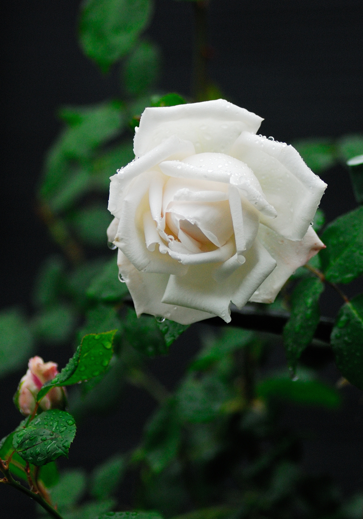 梅雨入り　新雪(薔薇)