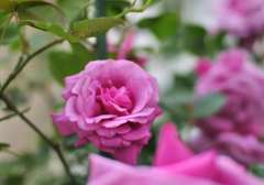 庭の薔薇