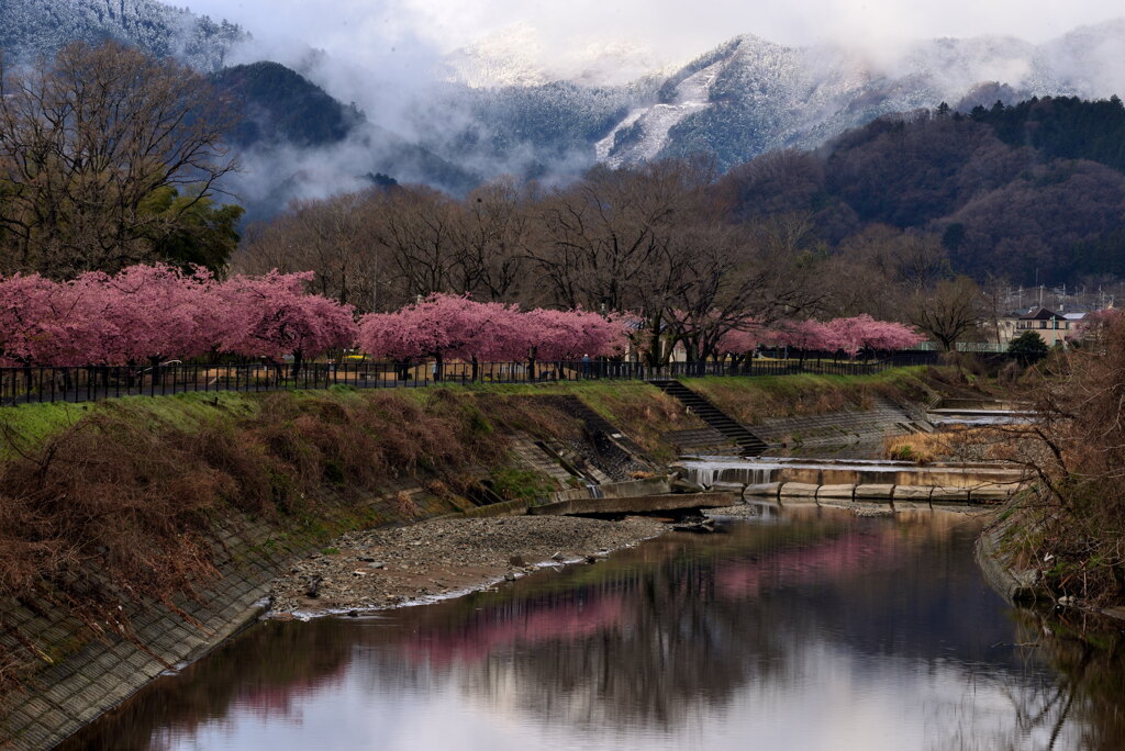 河津桜