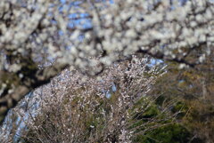 満開の小梅