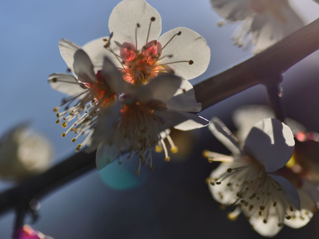 小梅