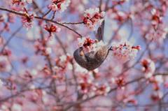 桜の蜜を吸いに来たヒヨドリ