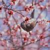 桜の蜜を吸いに来たヒヨドリ