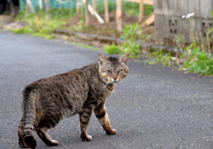 ボス猫の威厳