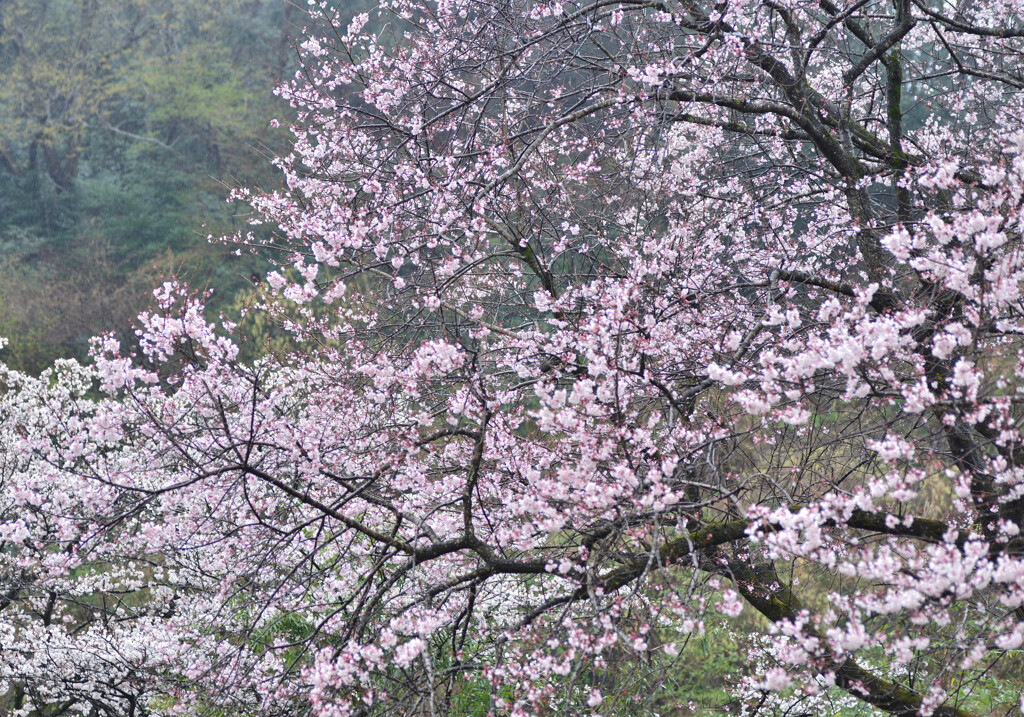 山里の春