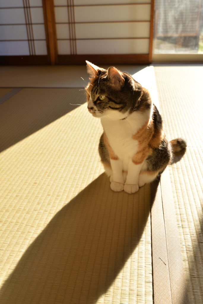 ひなたぼっこ