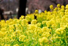 春　菜の花