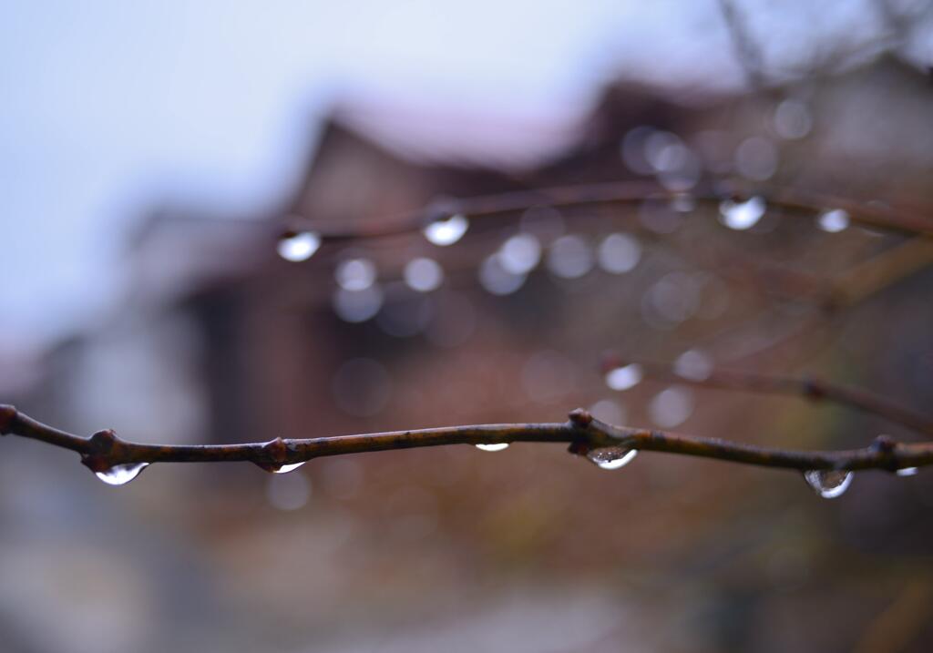 雨垂れと紅しだれもみじ