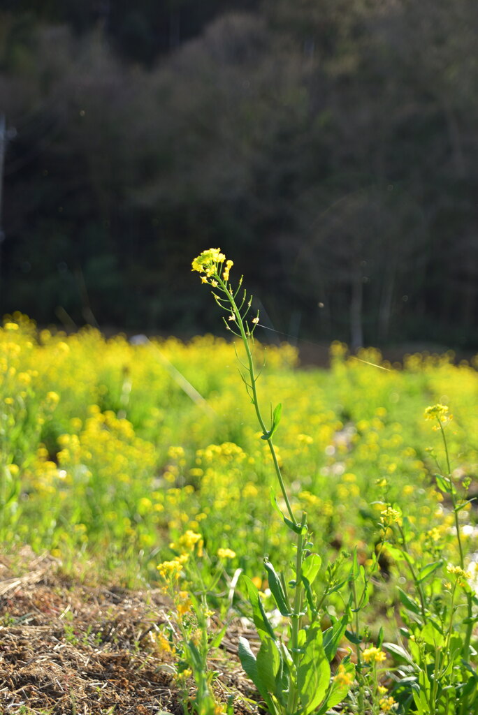 里山春
