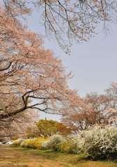 八王子 滝山城址公園の桜