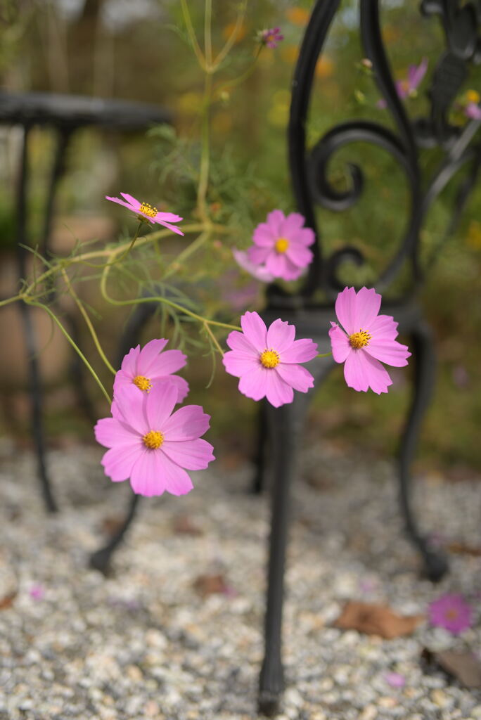 秋桜
