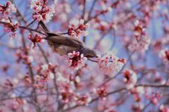 桜の蜜を吸いに来たヒヨドリ