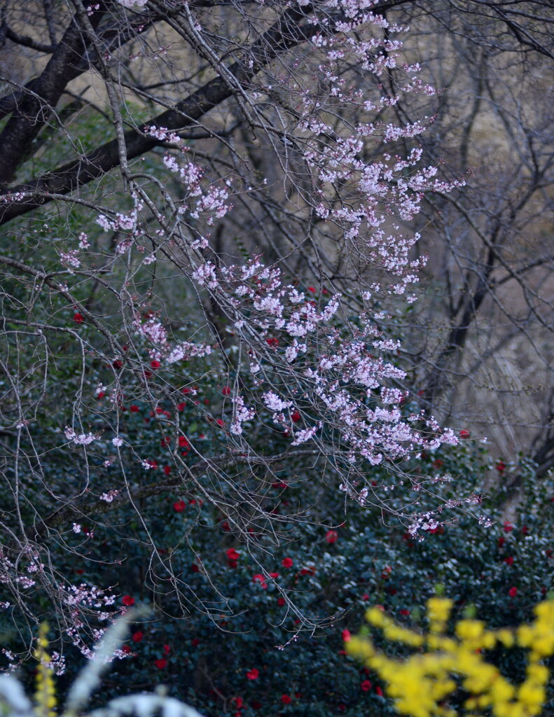 里山の春