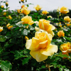 薔薇　神代植物公園にて
