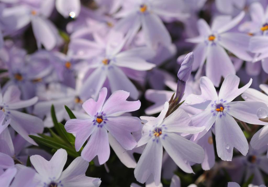 芝桜