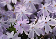 芝桜
