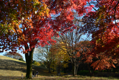 紅葉の神代植物公園