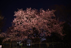 公園の桜