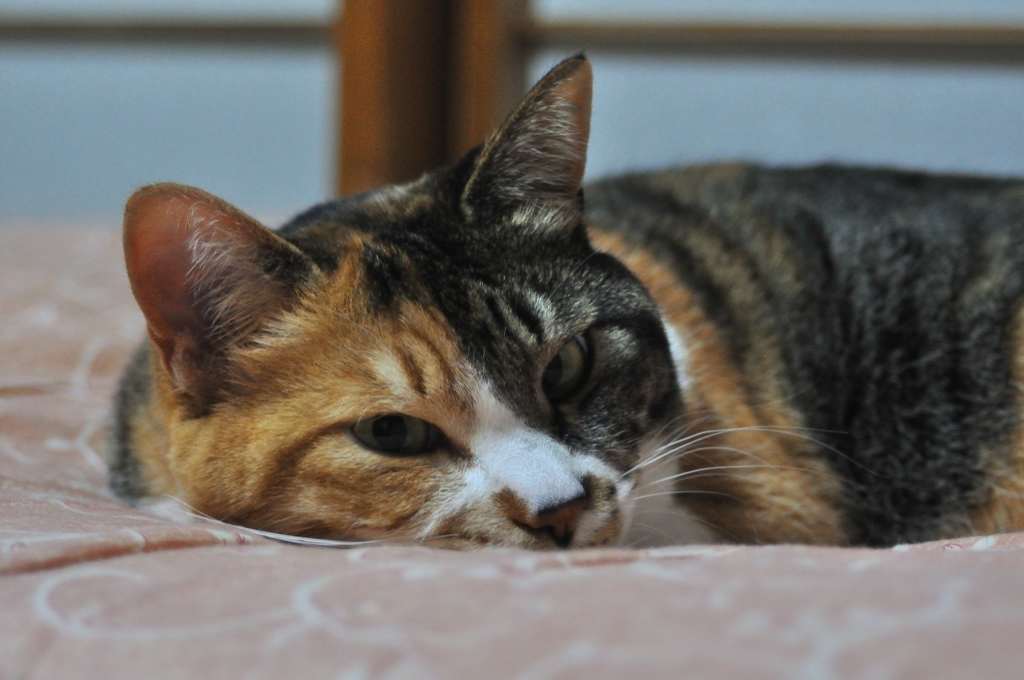 わが家のわがまま猫