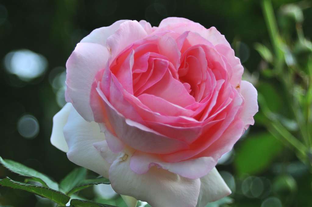 庭の薔薇(ピエールドウロンサール)