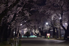 贅沢なお花見