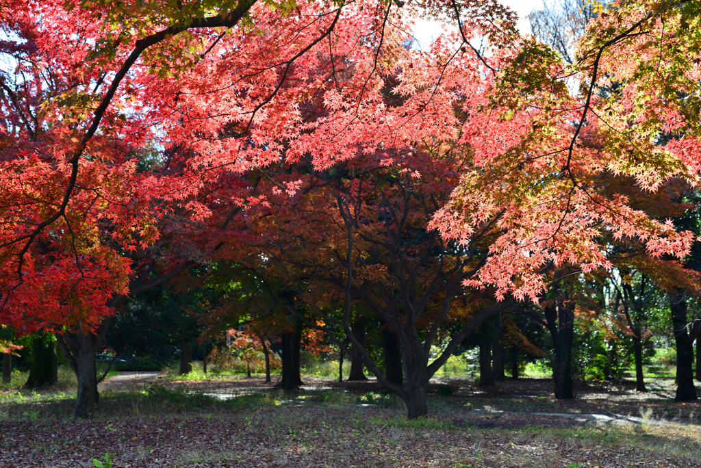 紅葉の神代植物公園