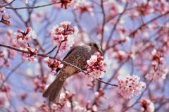 桜の蜜を吸いに来たヒヨドリ