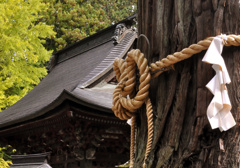 ご神木
