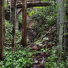 八王子城跡の森