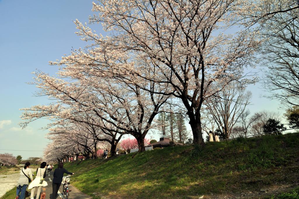 八王子陵南公園の桜