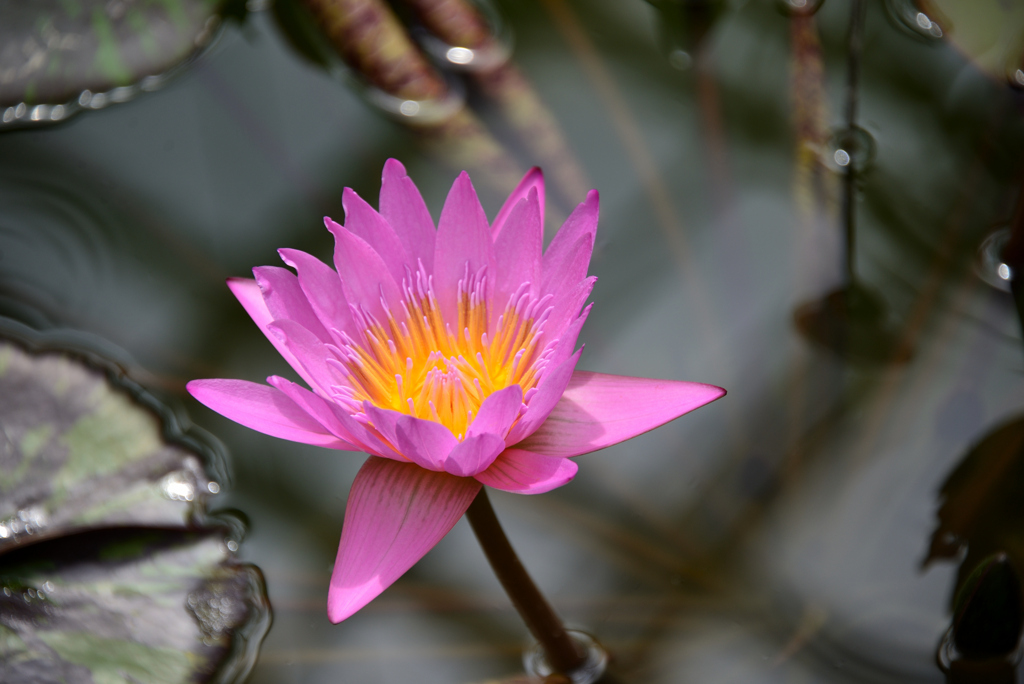 神代植物公園