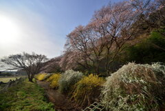 里山の春